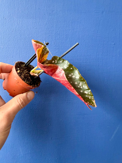 Begonia Cracklin Rosie
