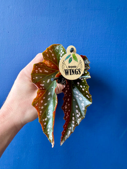 Begonia Cracklin Rosie