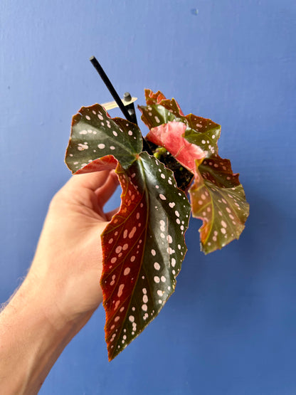Begonia Cracklin Rosie