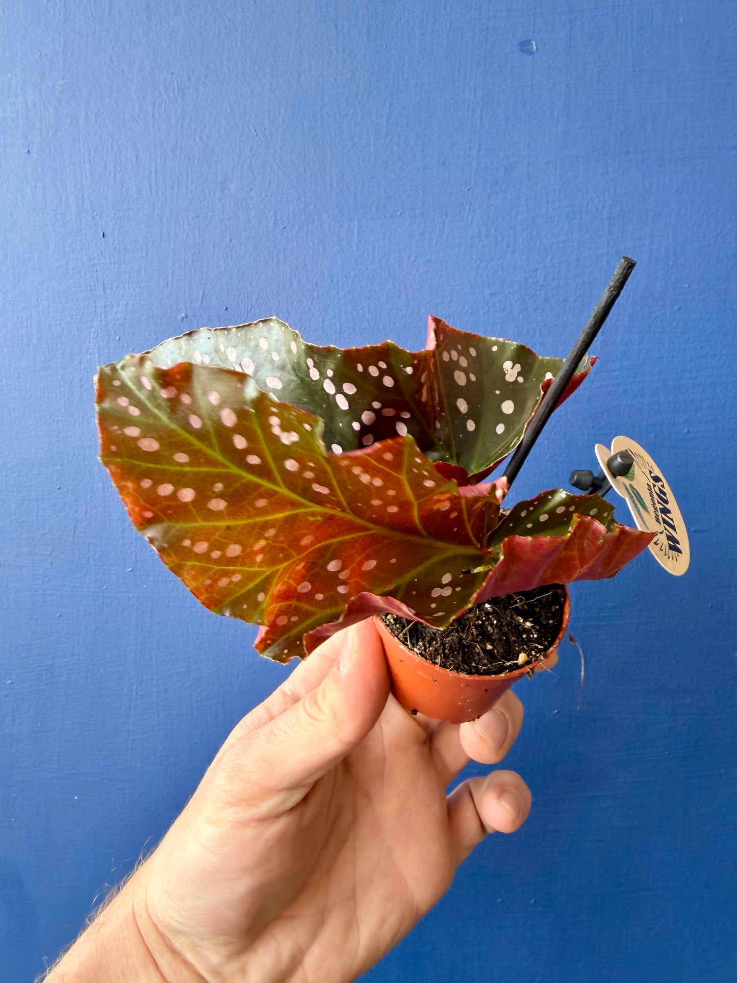 Begonia Cracklin Rosie