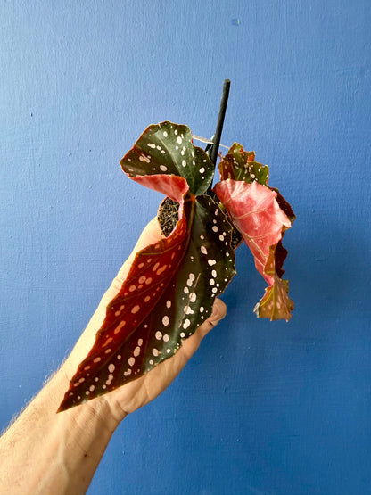 Begonia Cracklin Rosie