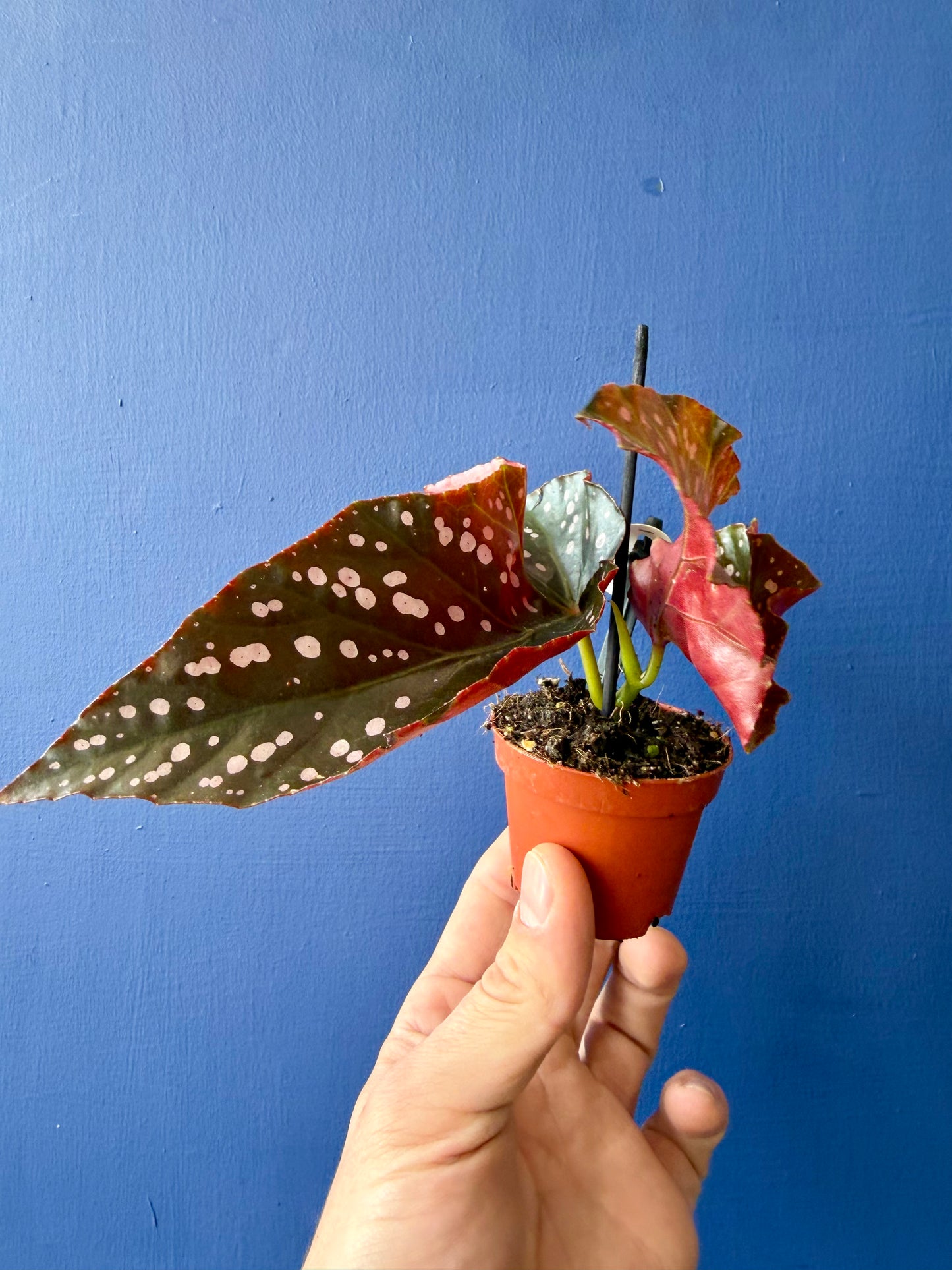 Begonia Cracklin Rosie