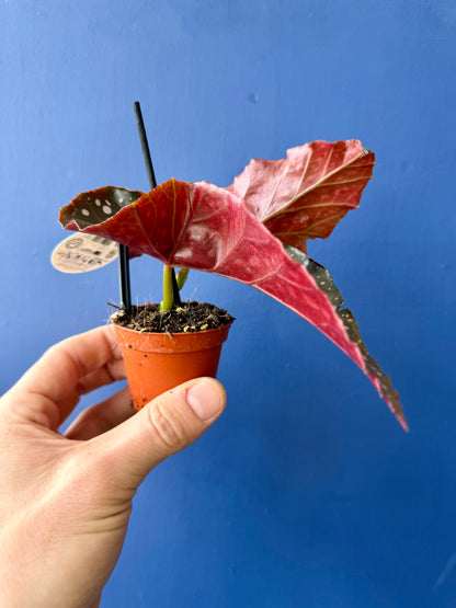 Begonia Cracklin Rosie
