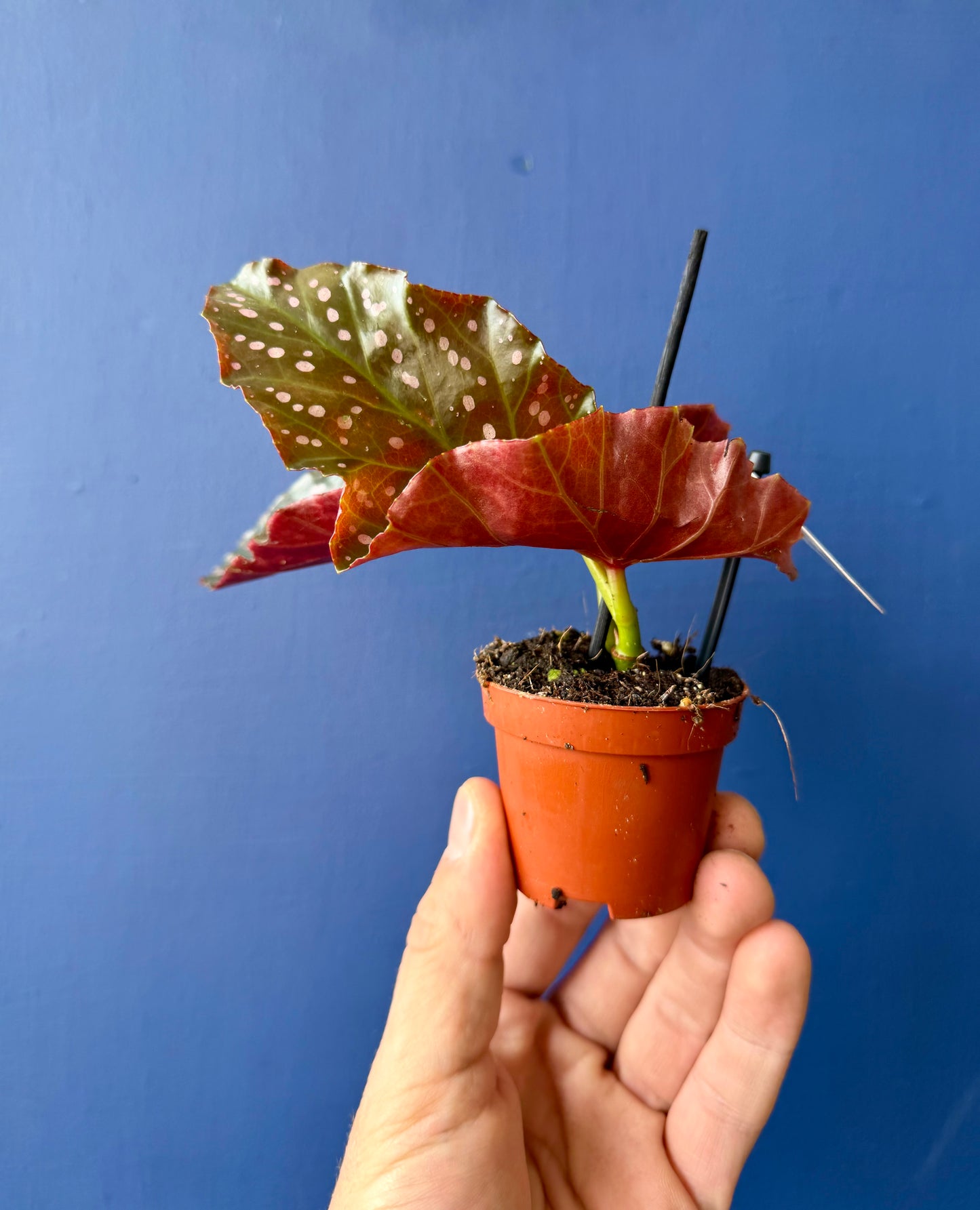 Begonia Cracklin Rosie