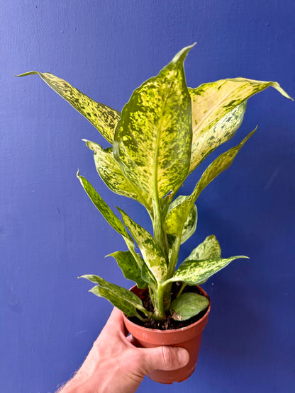 Dumb Cane Plant - Dieffenbachia Amy
