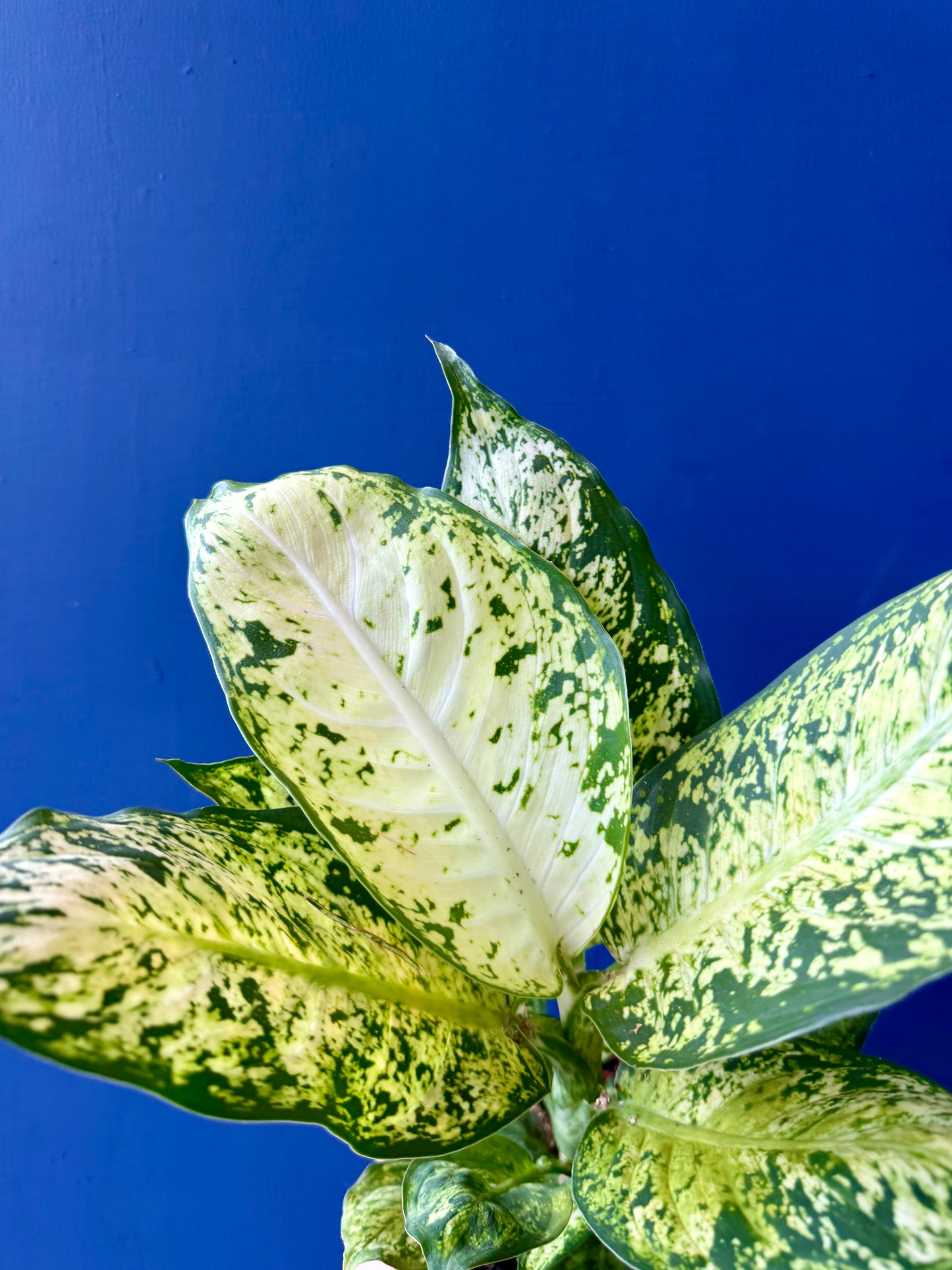 Dumb Cane Plant - Dieffenbachia Amy