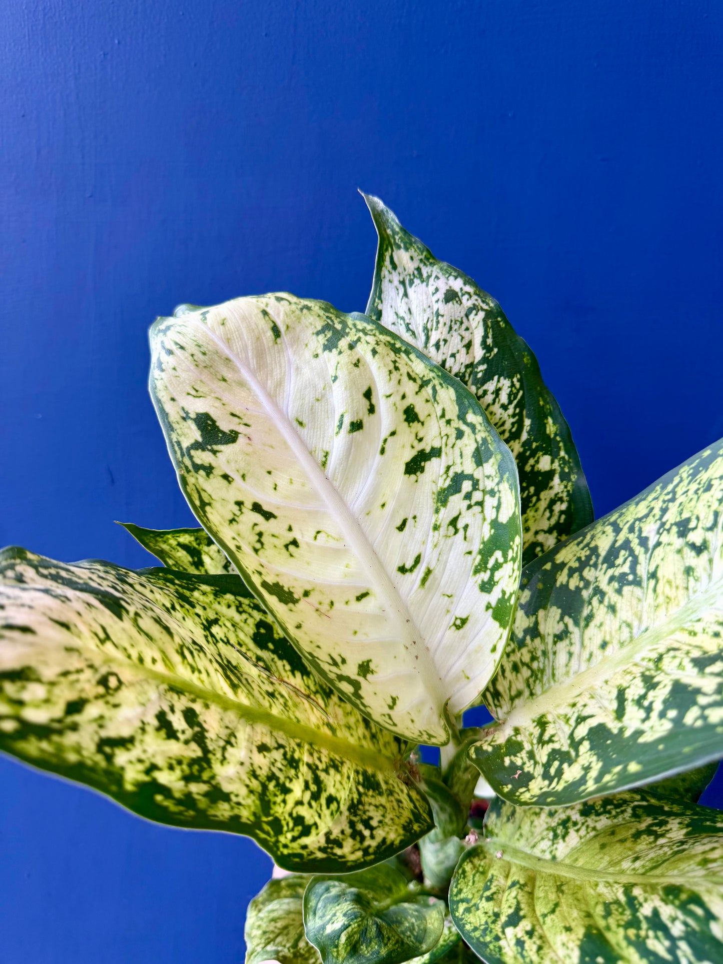 Dumb Cane Plant - Dieffenbachia Amy