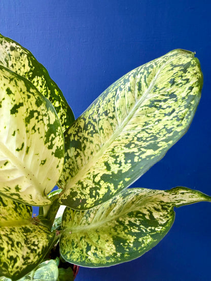 Dumb Cane Plant - Dieffenbachia Amy