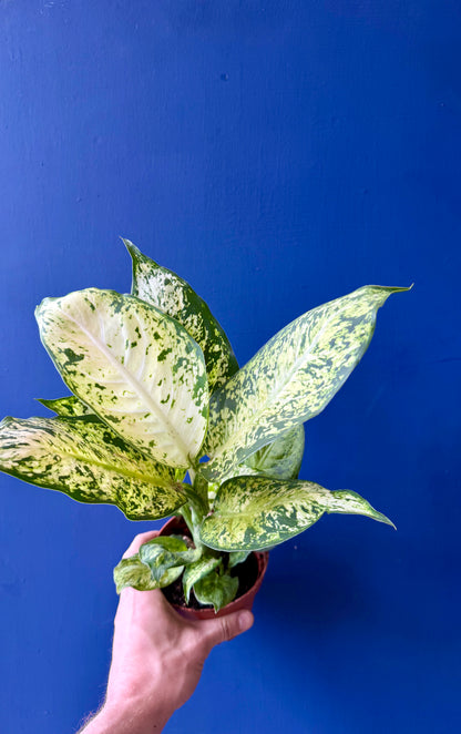 Dumb Cane Plant - Dieffenbachia Amy