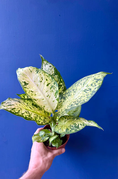 Dumb Cane Plant - Dieffenbachia Amy