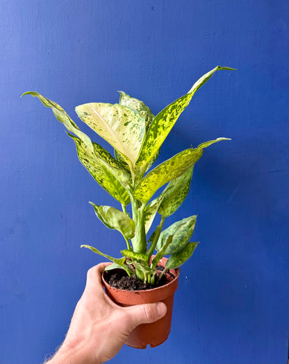 Dumb Cane Plant - Dieffenbachia Amy