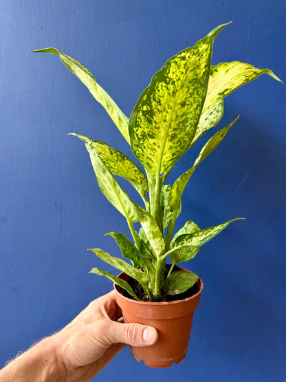 Dumb Cane Plant - Dieffenbachia Amy