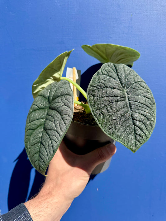 Alocasia Rugosa - Alocasia Melo