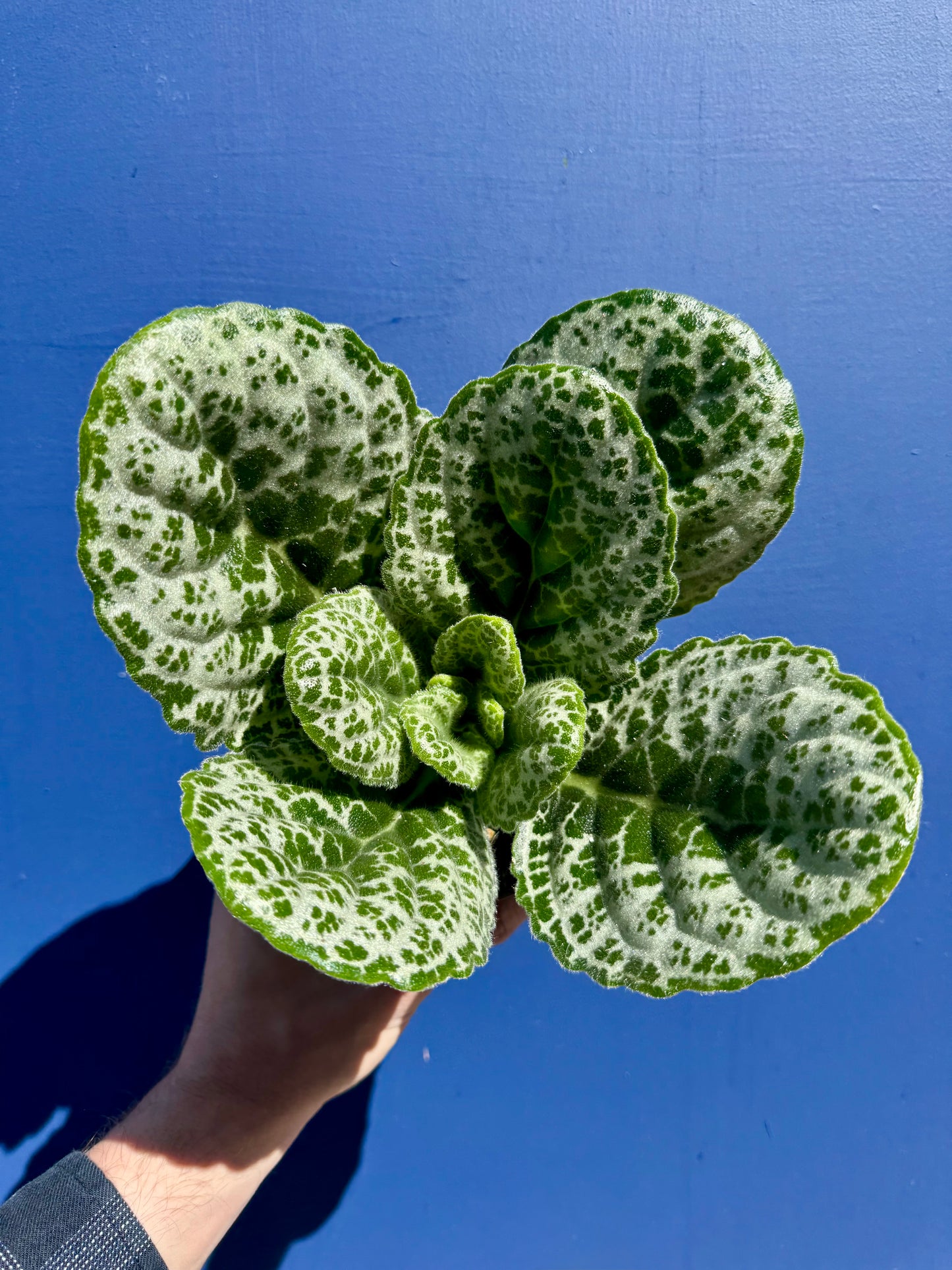 Streptocarpus Saxorum - Pretty Turtle
