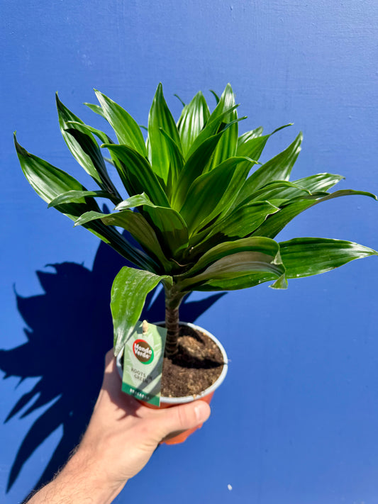 Dracaena Compacta - Dragon Tree