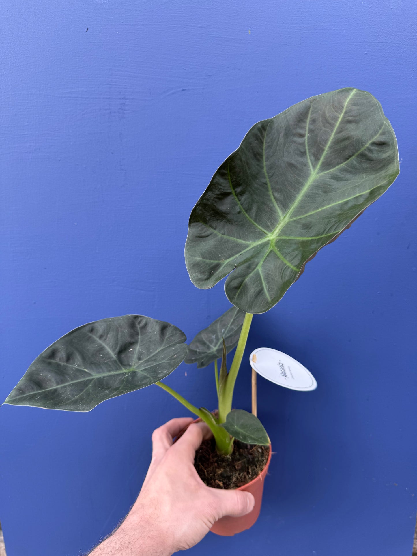 Alocasia Regal Shield (Alocasia Odora x Alocasia Reginula)