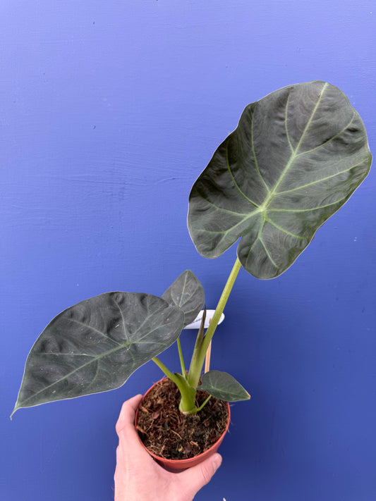 Alocasia Regal Shield (Alocasia Odora x Alocasia Reginula)