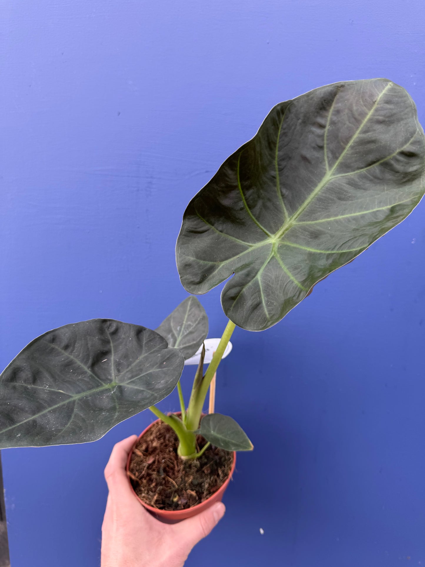 Alocasia Regal Shield (Alocasia Odora x Alocasia Reginula)