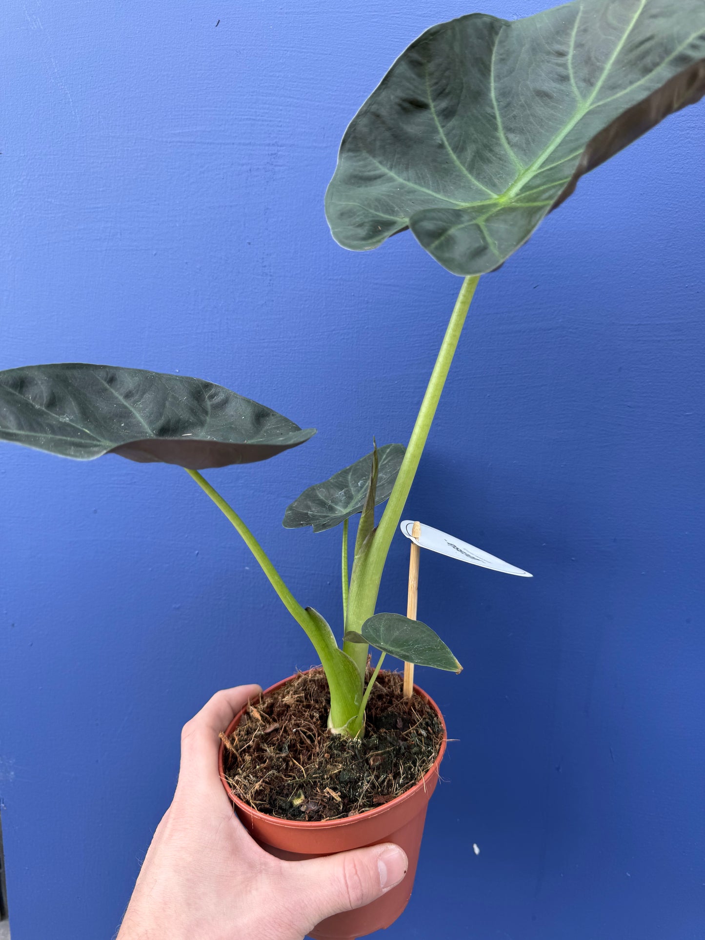 Alocasia Regal Shield (Alocasia Odora x Alocasia Reginula)