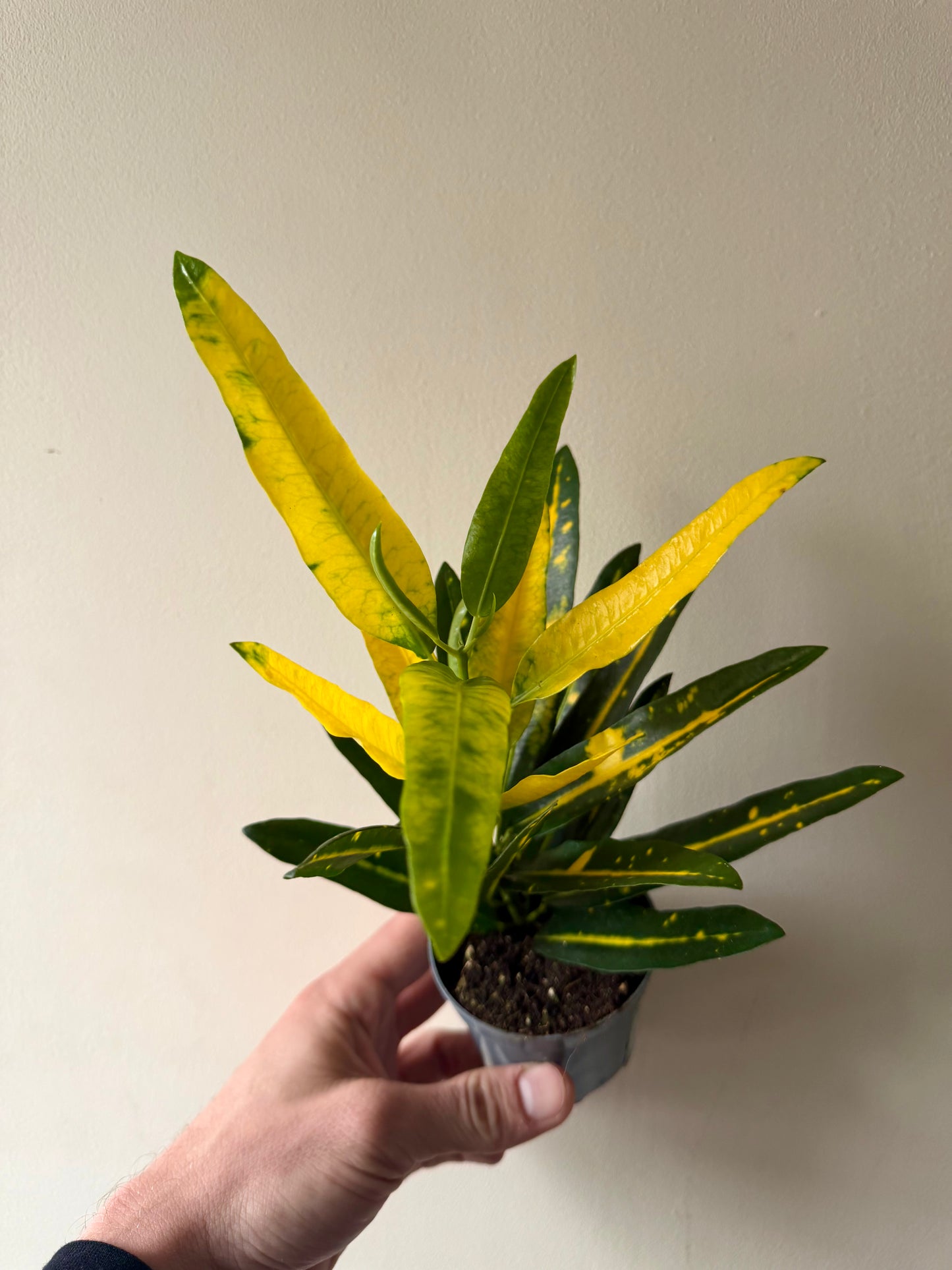 Croton Sunny Star - Codiaeum Variegata Pictum