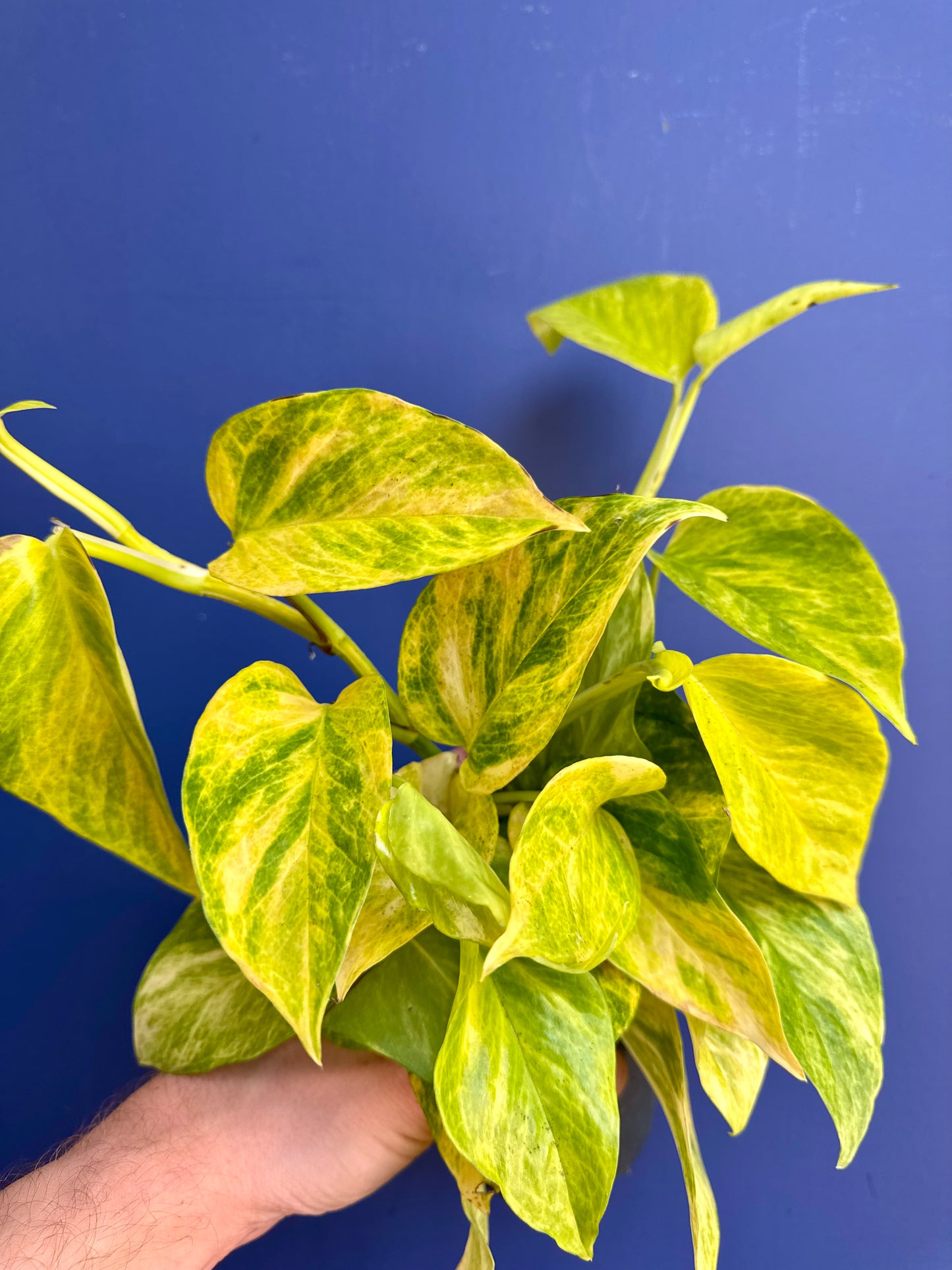 Epipremnum Pinnatum - Marble Queen High Variegation