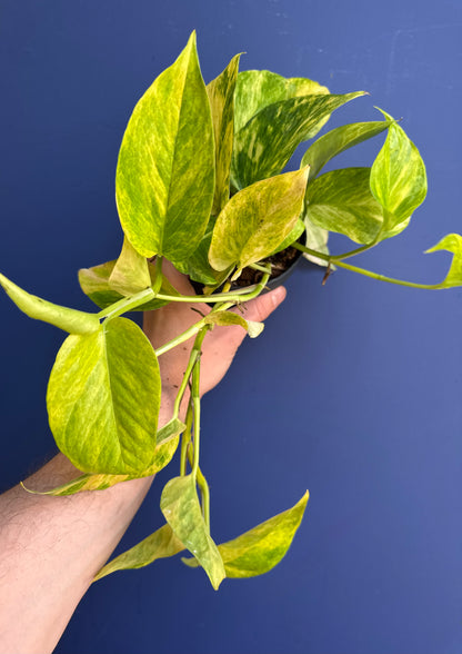 Epipremnum Pinnatum - Marble Queen High Variegation
