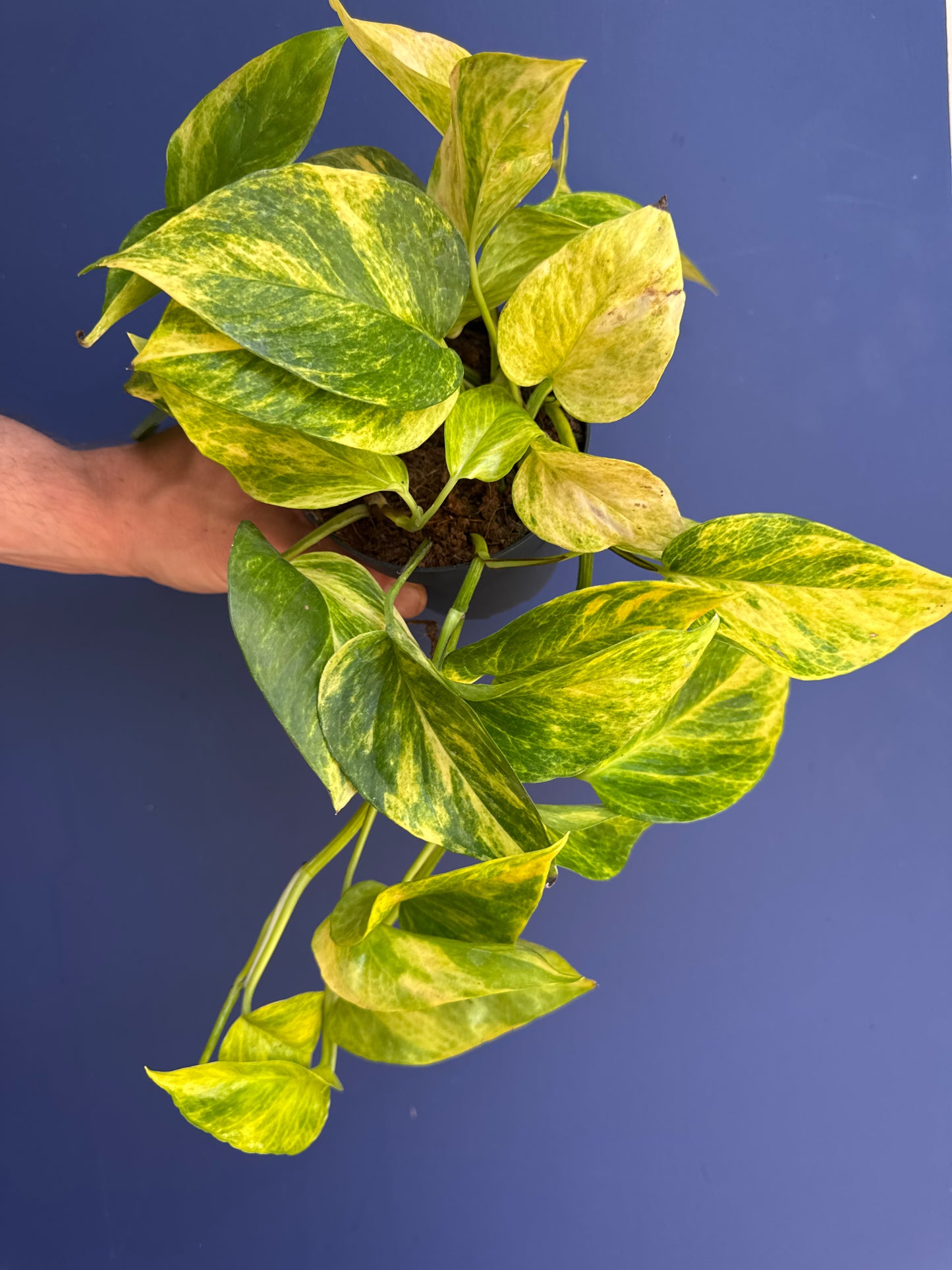 Epipremnum Pinnatum - Marble Queen High Variegation