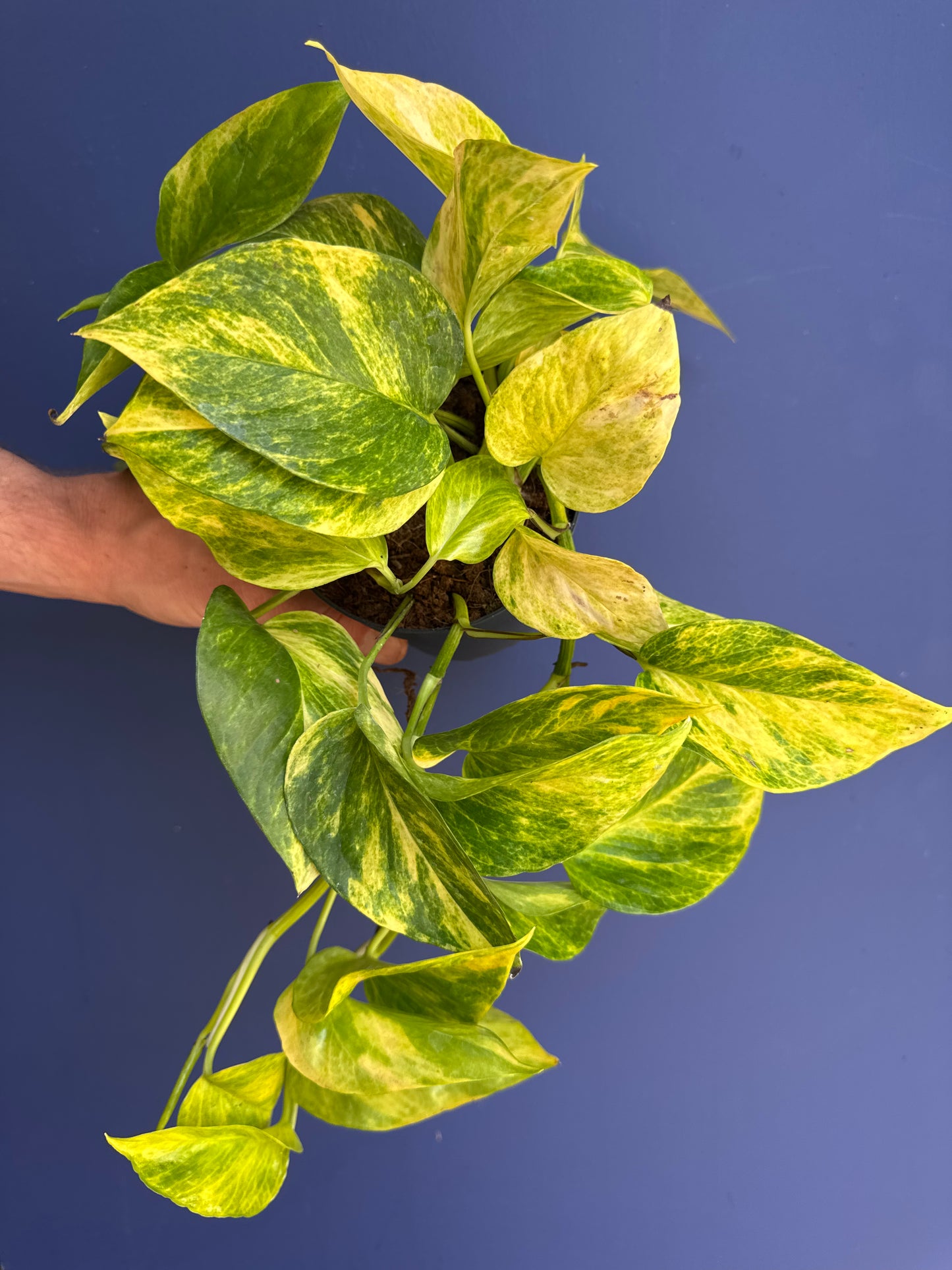 Epipremnum Pinnatum - Marble Queen High Variegation