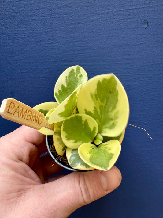 Peperomia Obtusifolia Variegata - Rubber Plant