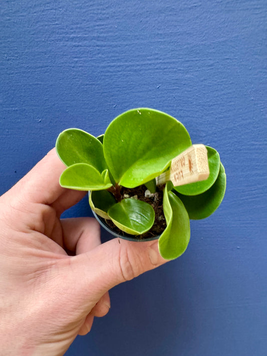 Peperomia Obtusifolia - Baby Rubber Plant