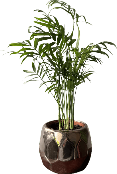 Parlour Palm - Chamaedorea Elegans Houseplant - Oh Shoot! Plants
