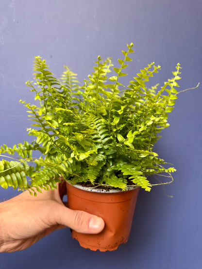 Nephrolepis Exaltata - Boston Fern