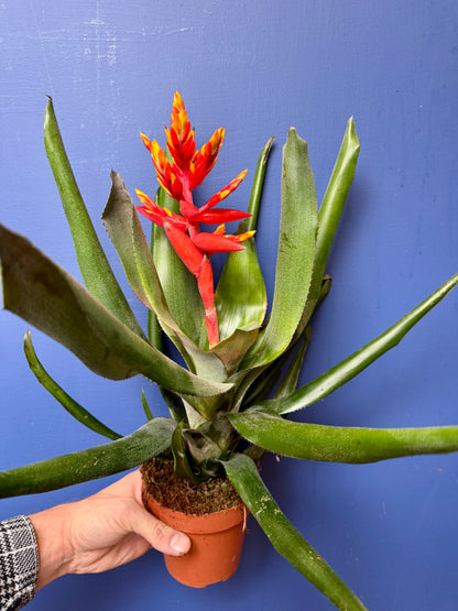 Aechmea Pepita Elegant Flames - Elegant Flame Bromeliad