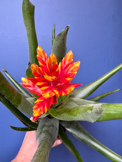 Aechmea Pepita Elegant Flames - Elegant Flame Bromeliad