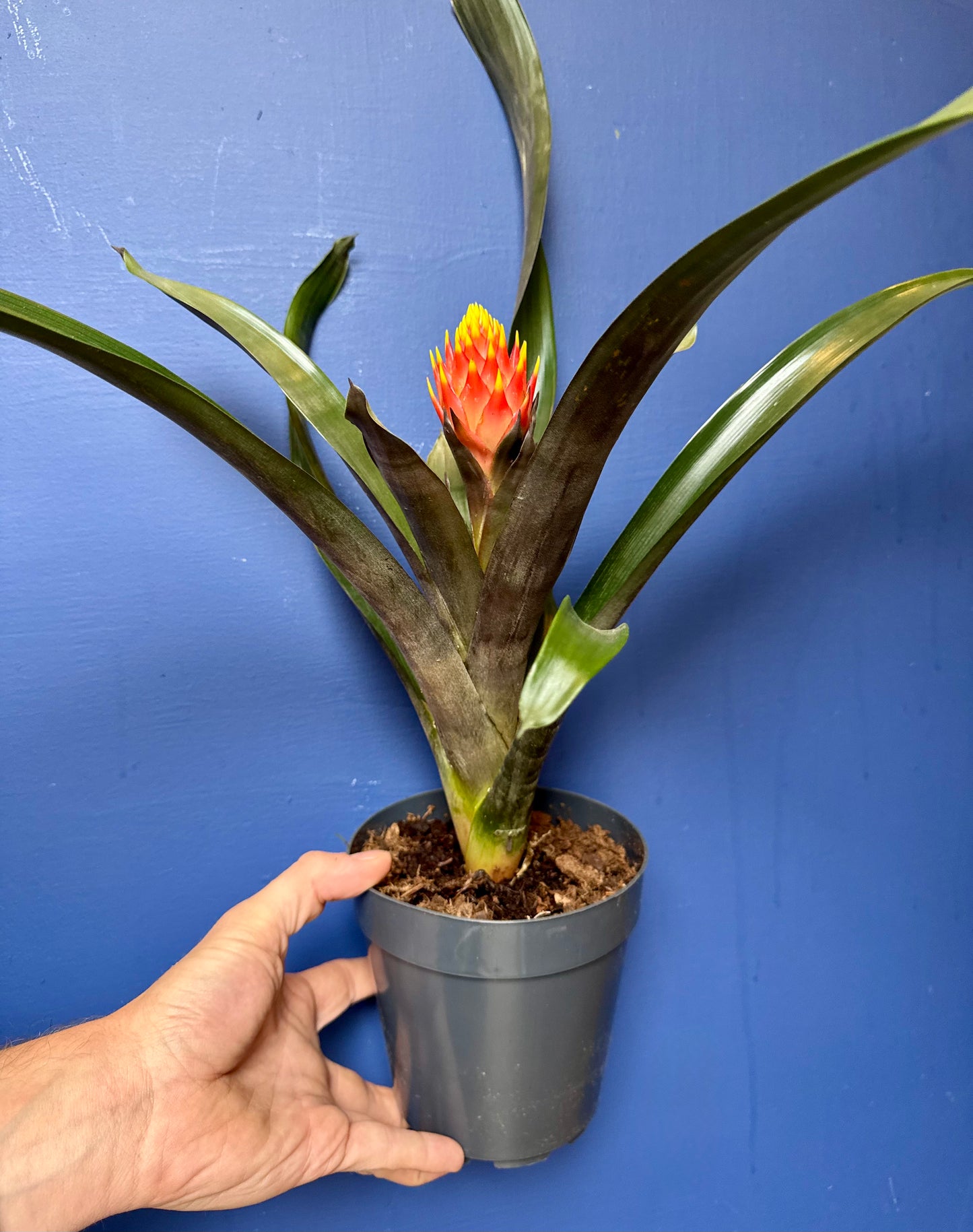 Guzmania Conifera - Cone Headed Bromeliad