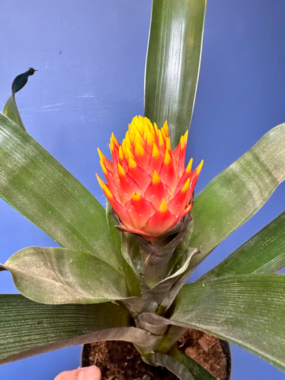 Guzmania Conifera - Cone Headed Bromeliad