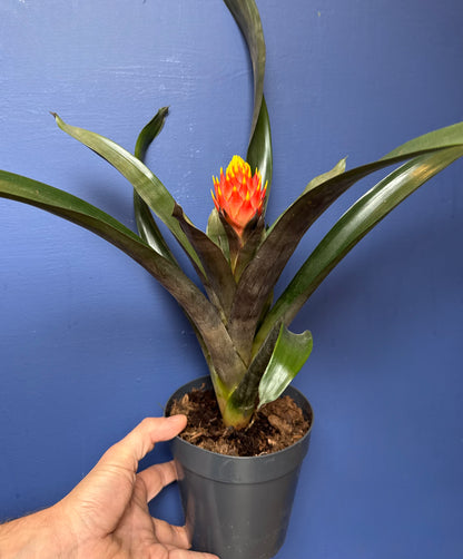 Guzmania Conifera - Cone Headed Bromeliad