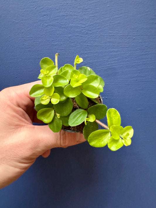 Peperomia Rotundifolia - Trailing Jade Peperomia