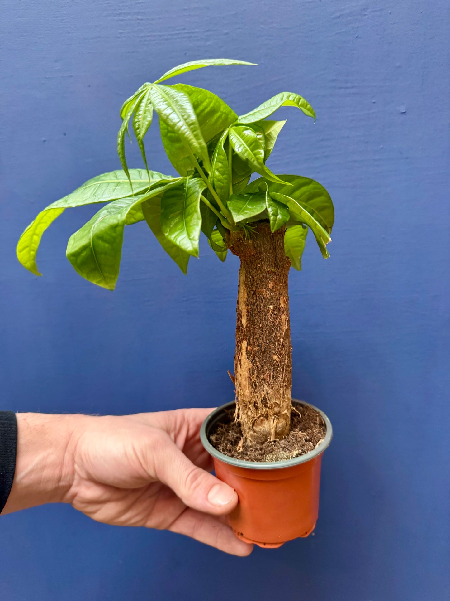 Pachira Aquatica - Money Tree