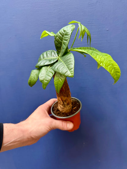 Pachira Aquatica - Money Tree