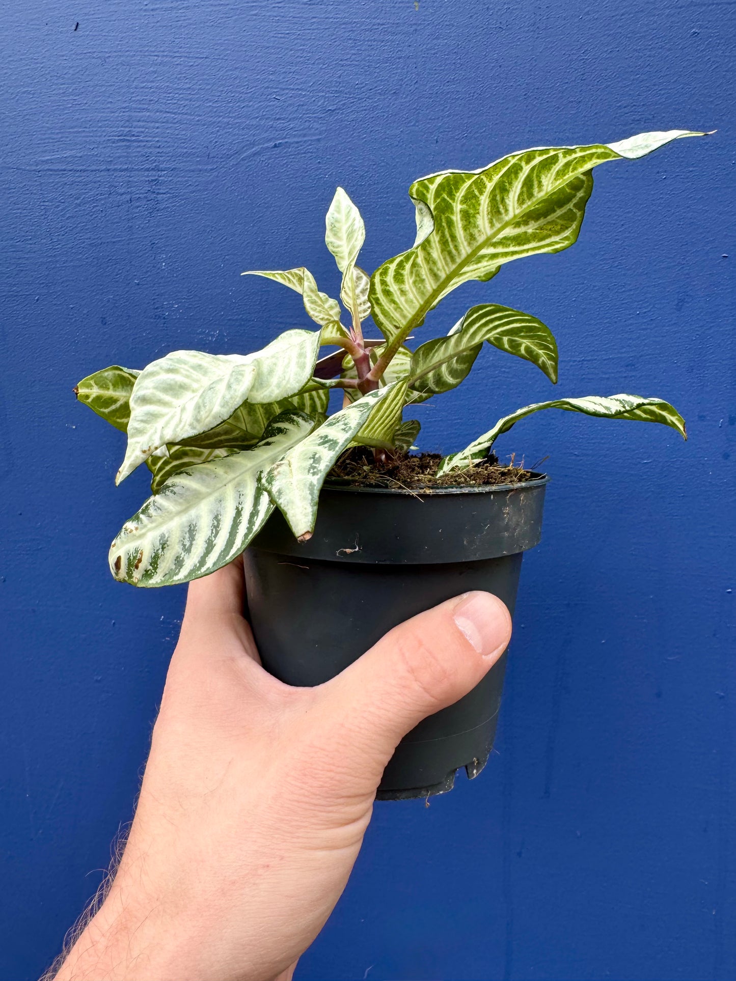 Aphelandra Squarrosa White Wash - Zebra Plant