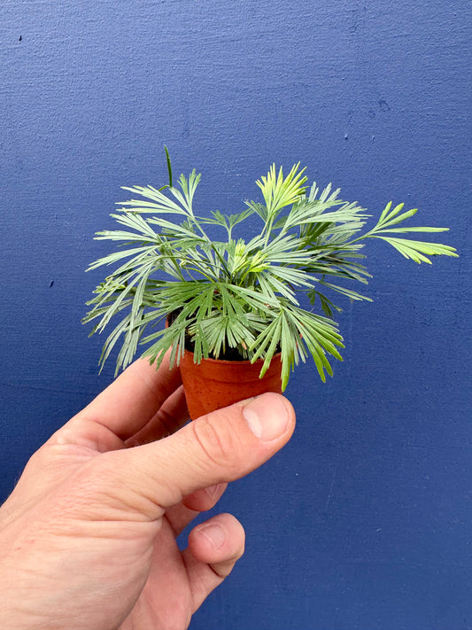 Actiniopteris Australis - Eyelash Fern