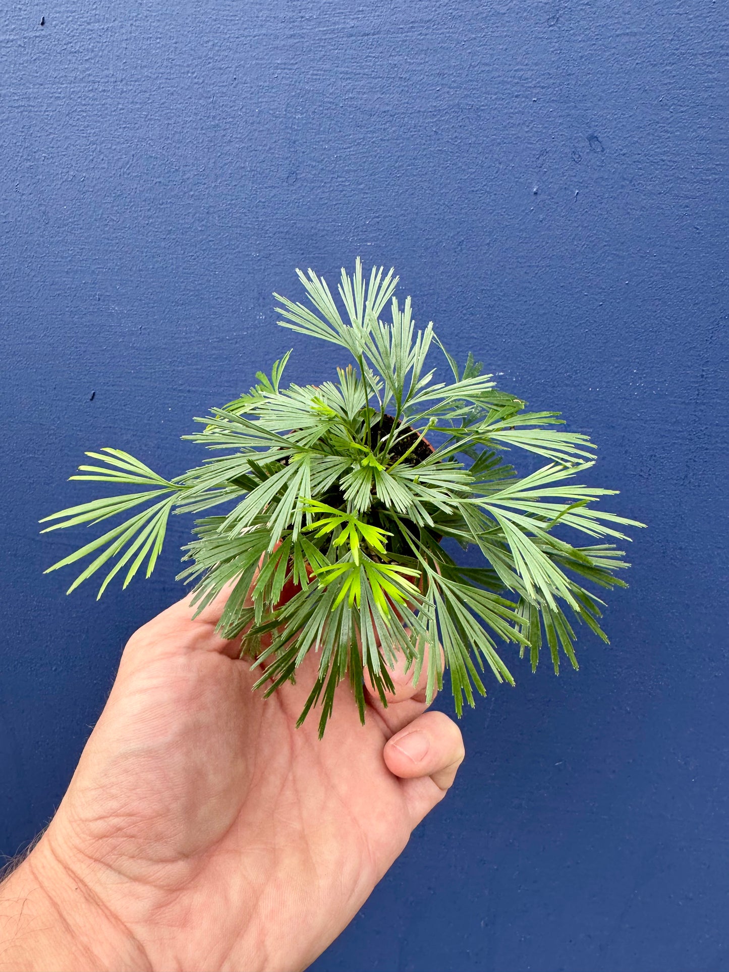 Actiniopteris Australis - Eyelash Fern