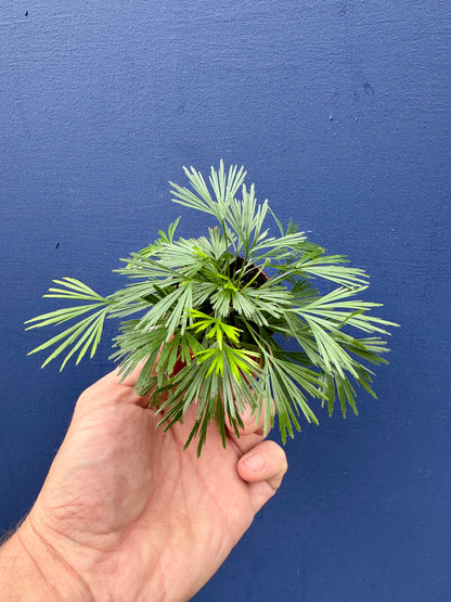 Actiniopteris Australis - Eyelash Fern
