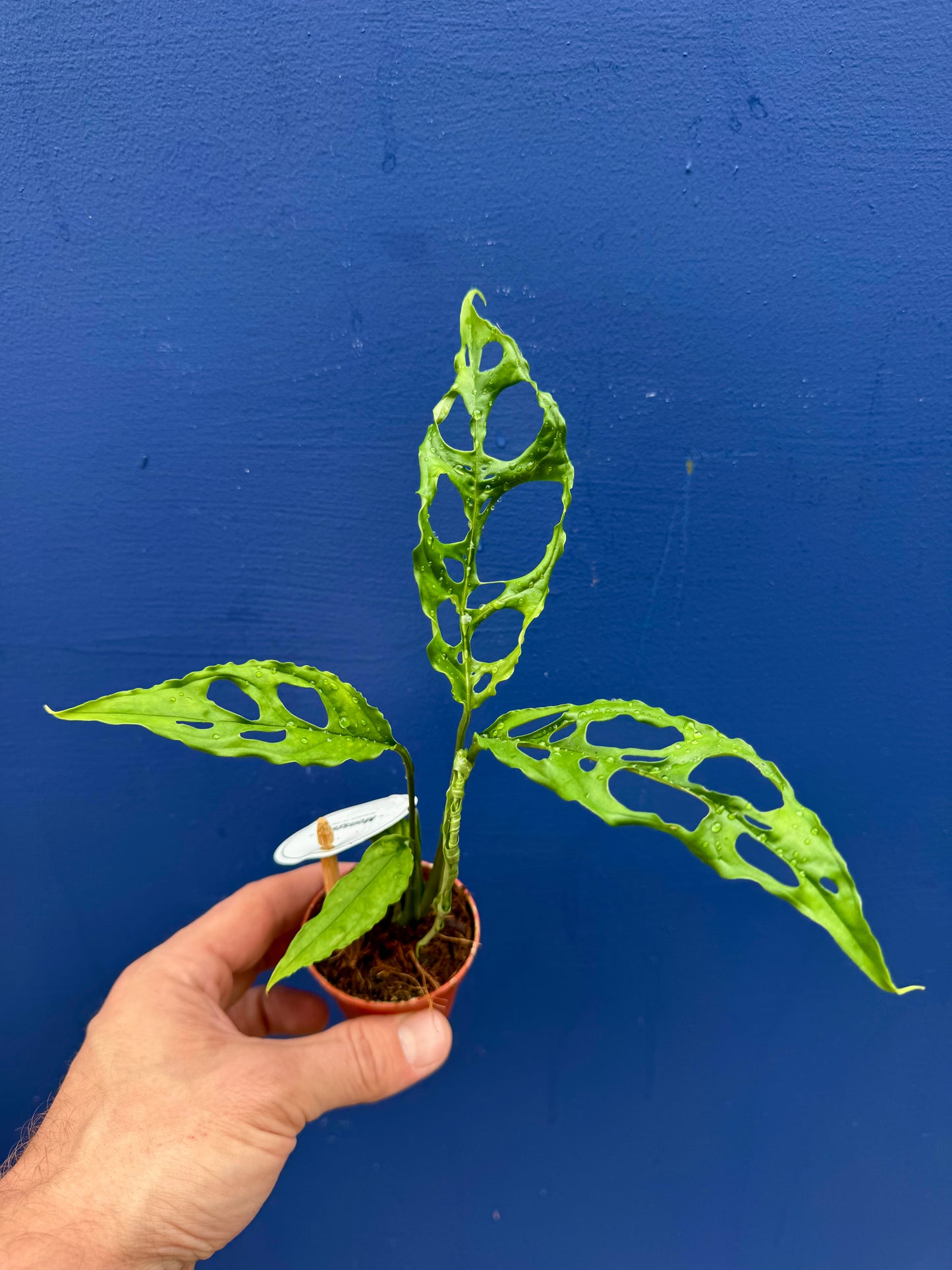 Monstera Obliqua Peruviana - Monstera Obliqua Peru