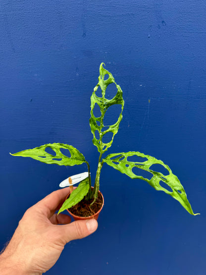 Monstera Obliqua Peruviana - Monstera Obliqua Peru