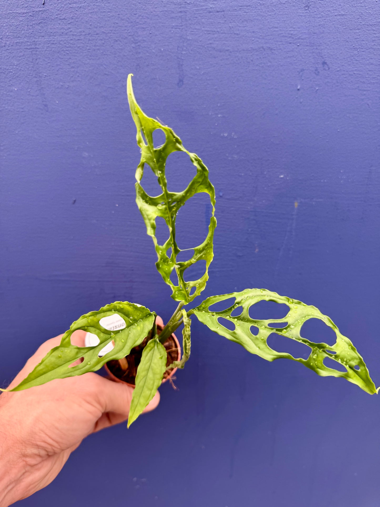 Monstera Obliqua Peruviana - Monstera Obliqua Peru