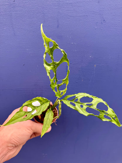 Monstera Obliqua Peruviana - Monstera Obliqua Peru
