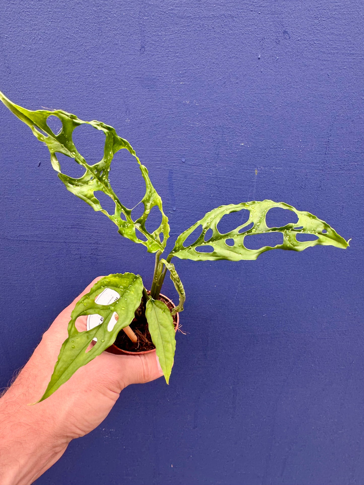 Monstera Obliqua Peruviana - Monstera Obliqua Peru