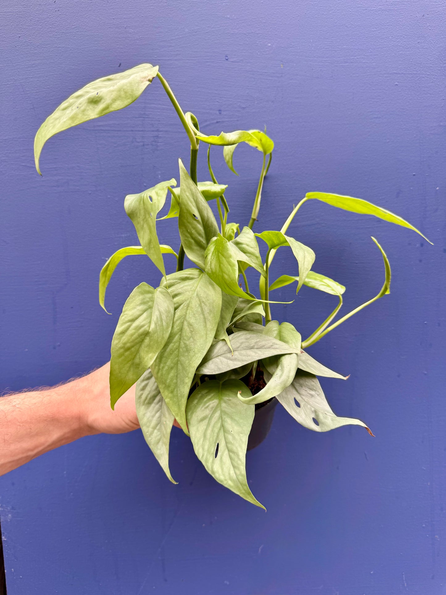 Epipremnum Pinnatum Cebu Blue - Pothos